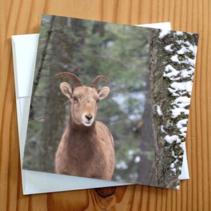 Cartão de felicitações de fotografia da vida selvagem em branco 5x5
