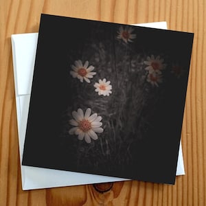 Carte de voeux de photographie d'art marguerite fleurs sauvages vierge 5 x 5
