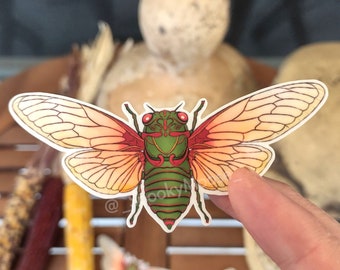 Colorful Cicada Vinyl Sticker | Insect Illustration | Entomology | Witch Aesthetic | Bug decor | Spooky cute decal | Nature art gifts
