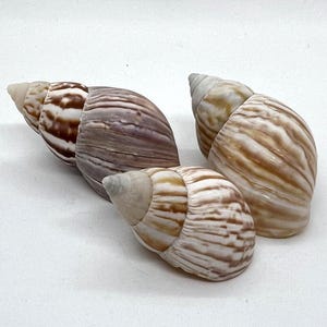 Könnte beinhalten: Drei Schneckenhäuser mit braunen und weißen Streifen. Die Häuser sind in Dreiecksform auf einem weißen Hintergrund angeordnet.