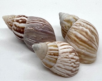 Japanese Land Snail/Fairyland shell (3 shells)