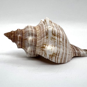 Fox Conch Shell (1 shell)