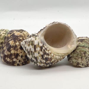 May include: Three seashells with brown, white, and green patterns. The shells are arranged in a row, with the largest shell in the center.