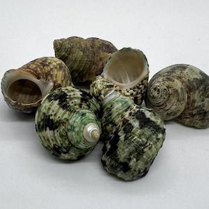 May include: A group of six seashells with a green, brown, and white mottled pattern. The shells are arranged in a cluster on a white background.