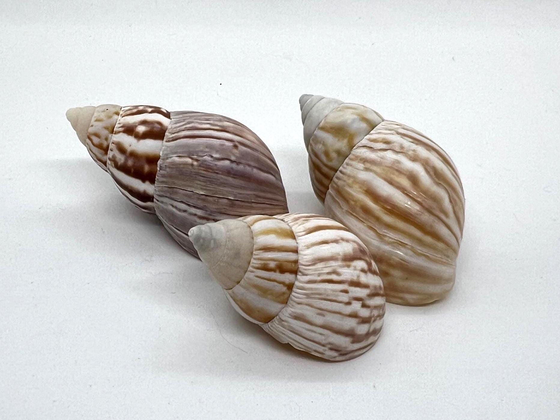 【Neokyo公式アカウント10】 蝸之殼Snail Shell Japanese Land Snail/fairyland Shell (3 Shells) - Etsy