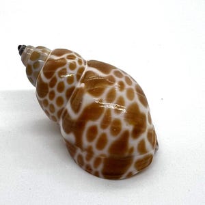 Puede incluir: Una concha de mar marrón y blanca con un patrón de manchas. La concha es lisa y brillante.