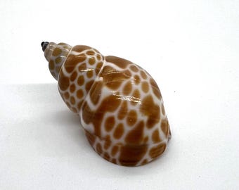 Babylonia Zelandica Seashell (Pkg of 3 Shells)