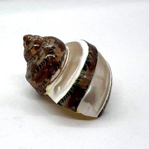Banded Petholatus Turbo Shell 1 1/8-1 1/4"