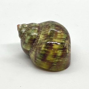 Petholatus Turbo (1 shell)