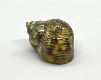Petholatus Turbo (1 shell)