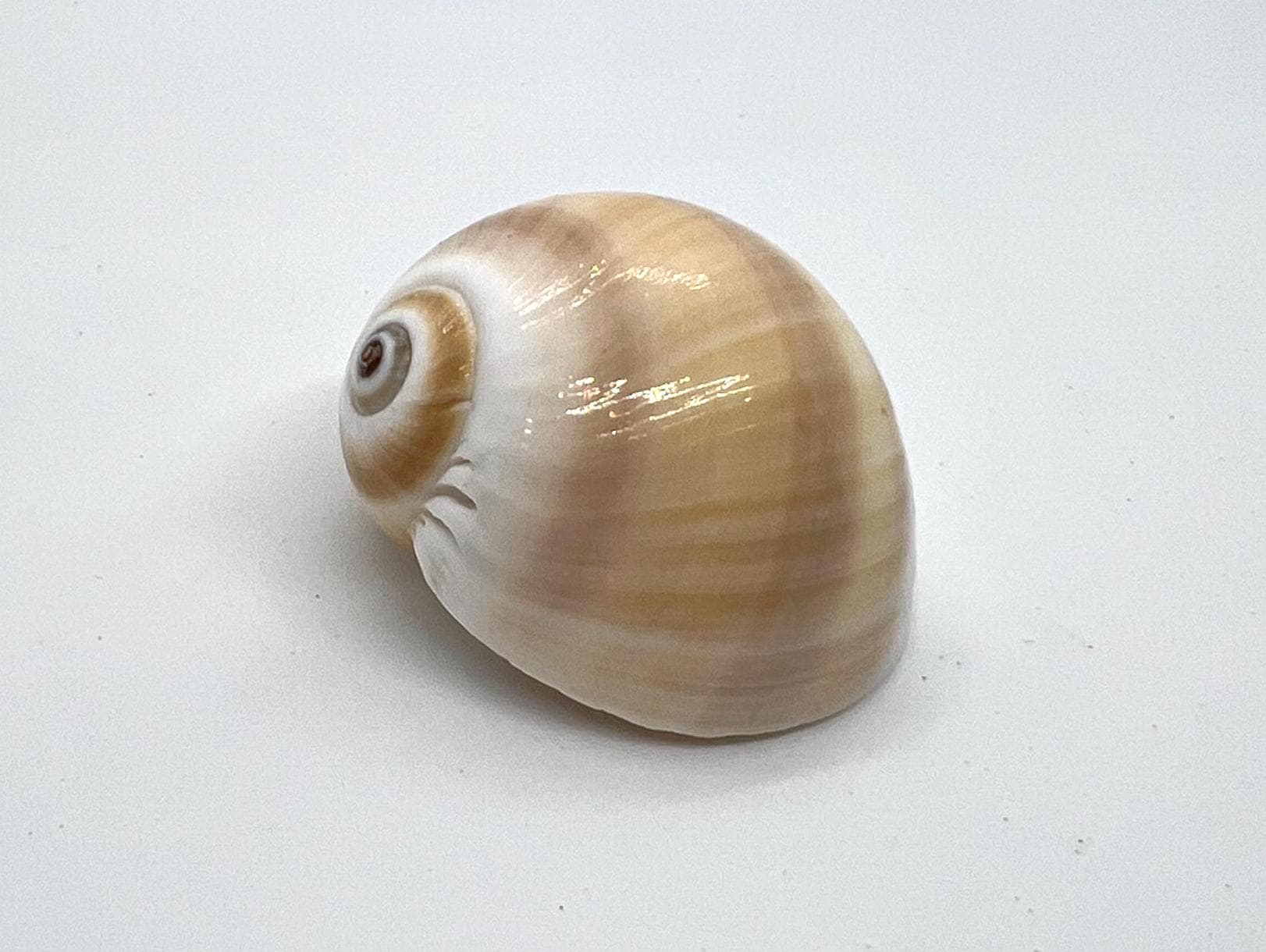 Natica Vittelus Shell (1 shell)