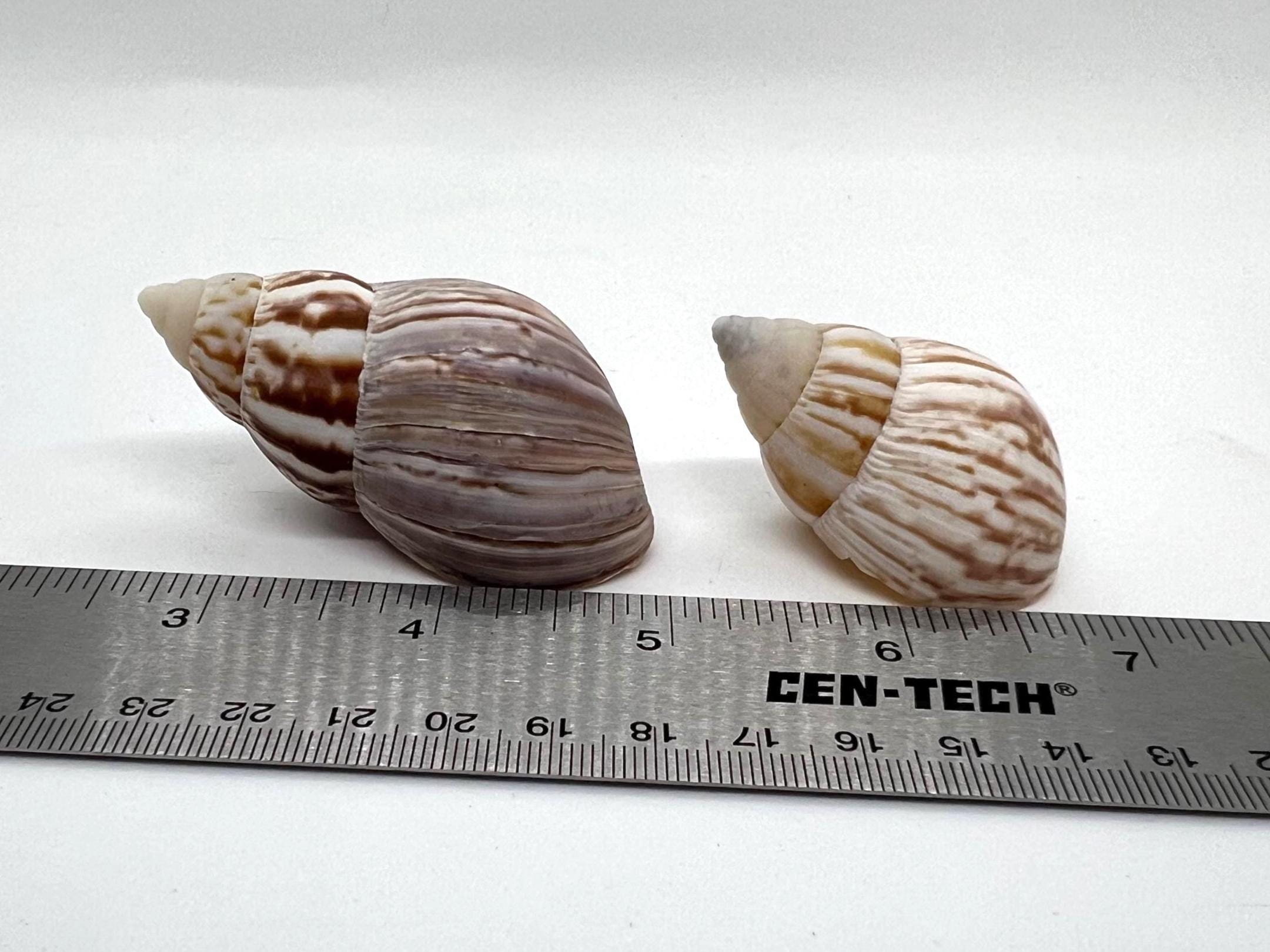 Japanese Land Snail/fairyland Shell (3 Shells) - Etsy