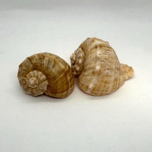 以下が含まれることがあります： 螺旋状とテクスチャパターンが特徴の2つの貝殻。貝殻はタンと茶色の色合いで、滑らかで光沢のある外観です。貝殻は白い背景にあります。