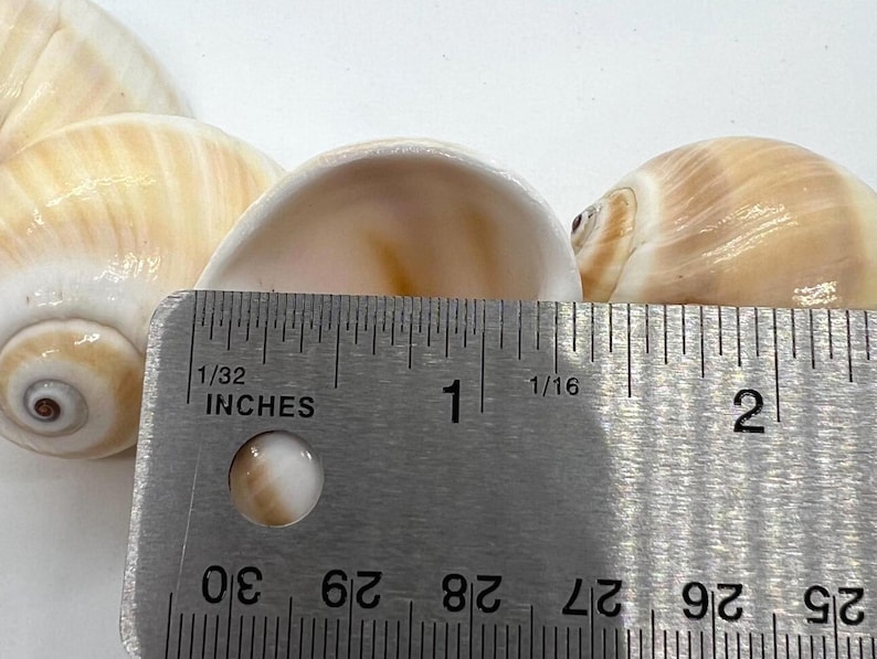 Shell On Ruler Natica Vittelus Shell (1 Shell) - Etsy