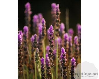 Lavender Print, Lavender Wall Art Print, Wall Art, Garden Wall Art Print, Printable Art