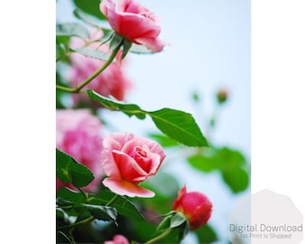 Arte de pared rosa rosa, impresión de arte de pared floral, arte imprimible, descarga digital