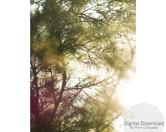 Evergreen Wall Art, Sunlit Tree Wall Art, Printable Art, Digital Download