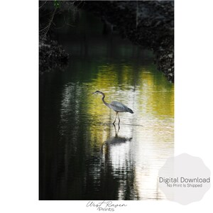 Blue Heron in Hilton Head, Digital Download, Instant Download, Hilton Head Photography