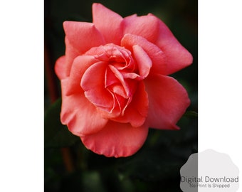 Arte de pared rosa rosa, impresión de arte de pared floral, arte imprimible, descarga digital