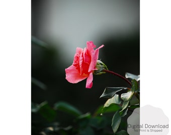 Arte de pared rosa rosa, impresión de arte de pared floral, arte imprimible, descarga digital