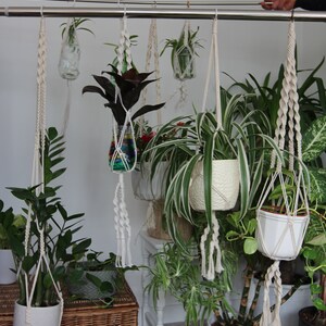 May include: A collection of plants hanging in macrame plant hangers. The plants are in various pots and containers, including a clear glass bottle, a colourful glass bottle, and a white ceramic pot. The hangers are made of white cord and have a tassel at the bottom.