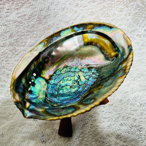 BEAUTIFUL L, Abalone Shell  Great to use as a Smudge Bowl, Crystal Cleansing Dish and more & comes with a Hand-carved Wooden Stand