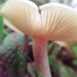 Mushroom Art Fungi Photography: Clitocybe Funnels - California Nature Photography - Gloss High Quality Professional PRINT. Not Digital.