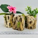 Moss Log, Natural Decor for Jumping Spider, Tarantula, Mantis, Invertebrate, Isopod Enclosure 