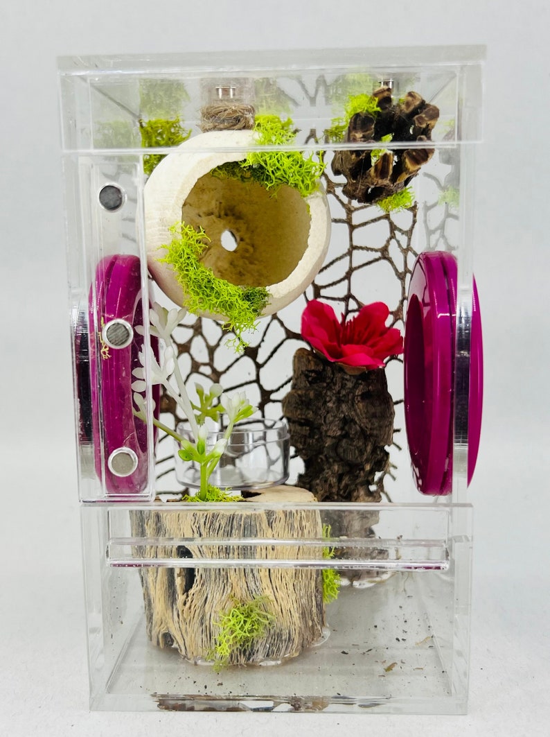 Custom Decorated, Small Luxury Jumping Spider Sling Enclosure, Front Opening, For Arboreal Spiders, Mantis, Tarantulas 