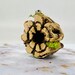 Magnetic Cholla Hide, Natural Decor for Jumping Spider, Tarantula, Mantis Enclosure 