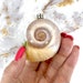 Snail Shell Magnetic Hide, Natural Decor for Jumping Spider, Tarantula, Mantis Enclosure 