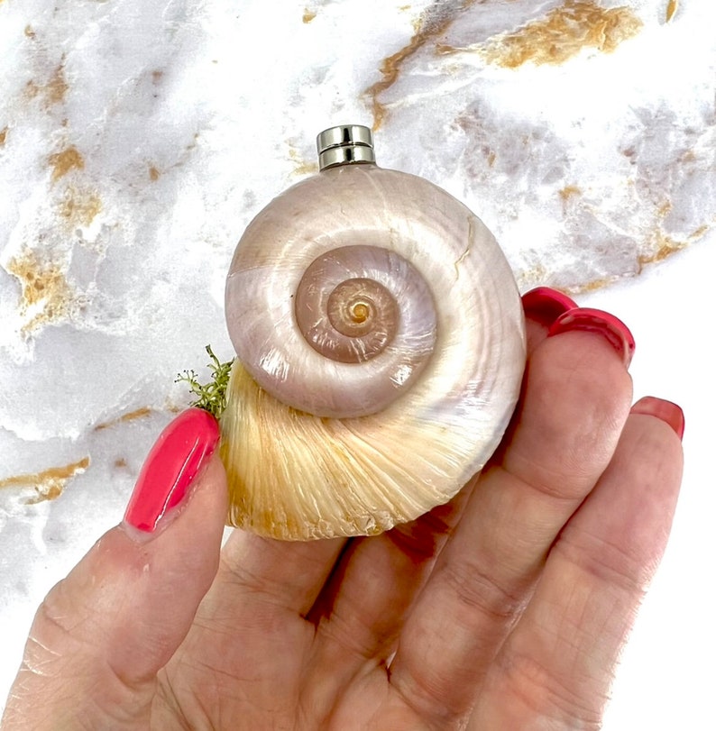 Snail Shell Magnetic Hide, Natural Decor for Jumping Spider, Tarantula, Mantis Enclosure 