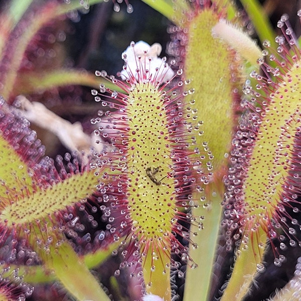 Live Carnivorous Plants - Drosera capensis (Cape Sundew) | Easy Care | Indoor and Outdoor Plant | Organic & Grown in Canada | Perfect Gift