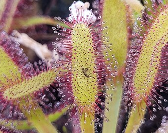 Plantes carnivores vivantes - Drosera capensis (Cape Sundew) | Entretien facile | Plante d'intérieur et d'extérieur | Biologique et cultivé au Canada | Cadeau parfait