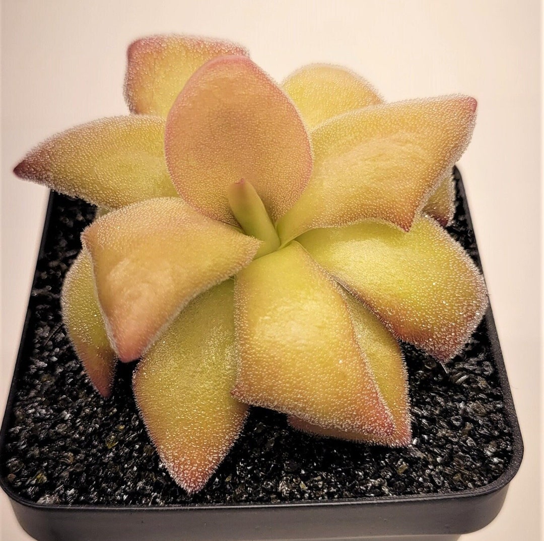 Live Carnivorous Plants Mexican Pinguicula Agnata butterwort Easy Care
