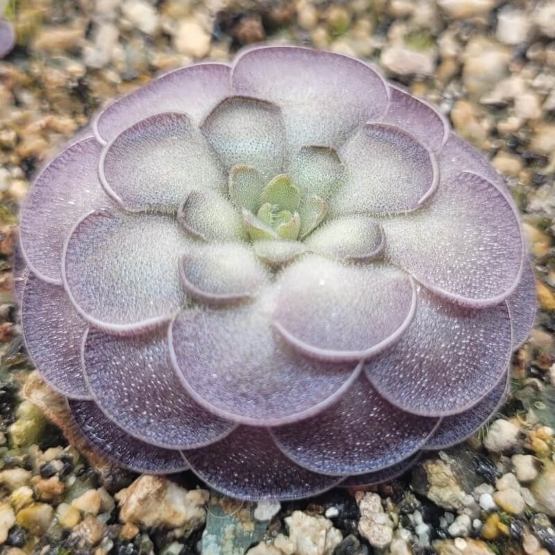 Live Carnivorous Plants Pinguicula Cyclosecta butterwort Easy Care Indoor House Plant Organic