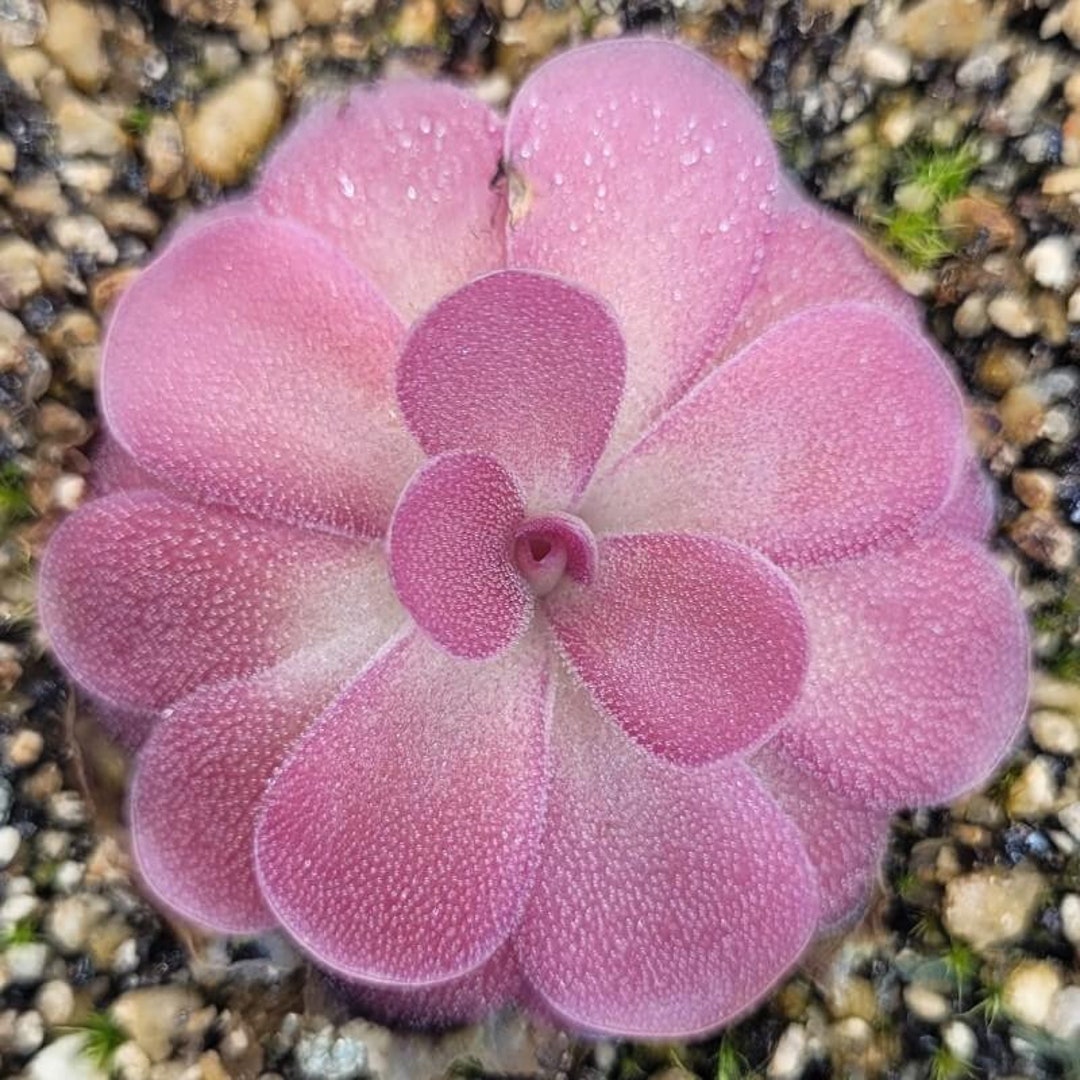 Live Carnivorous Plants Pinguicula Johanna butterwort Easy Care Indoor