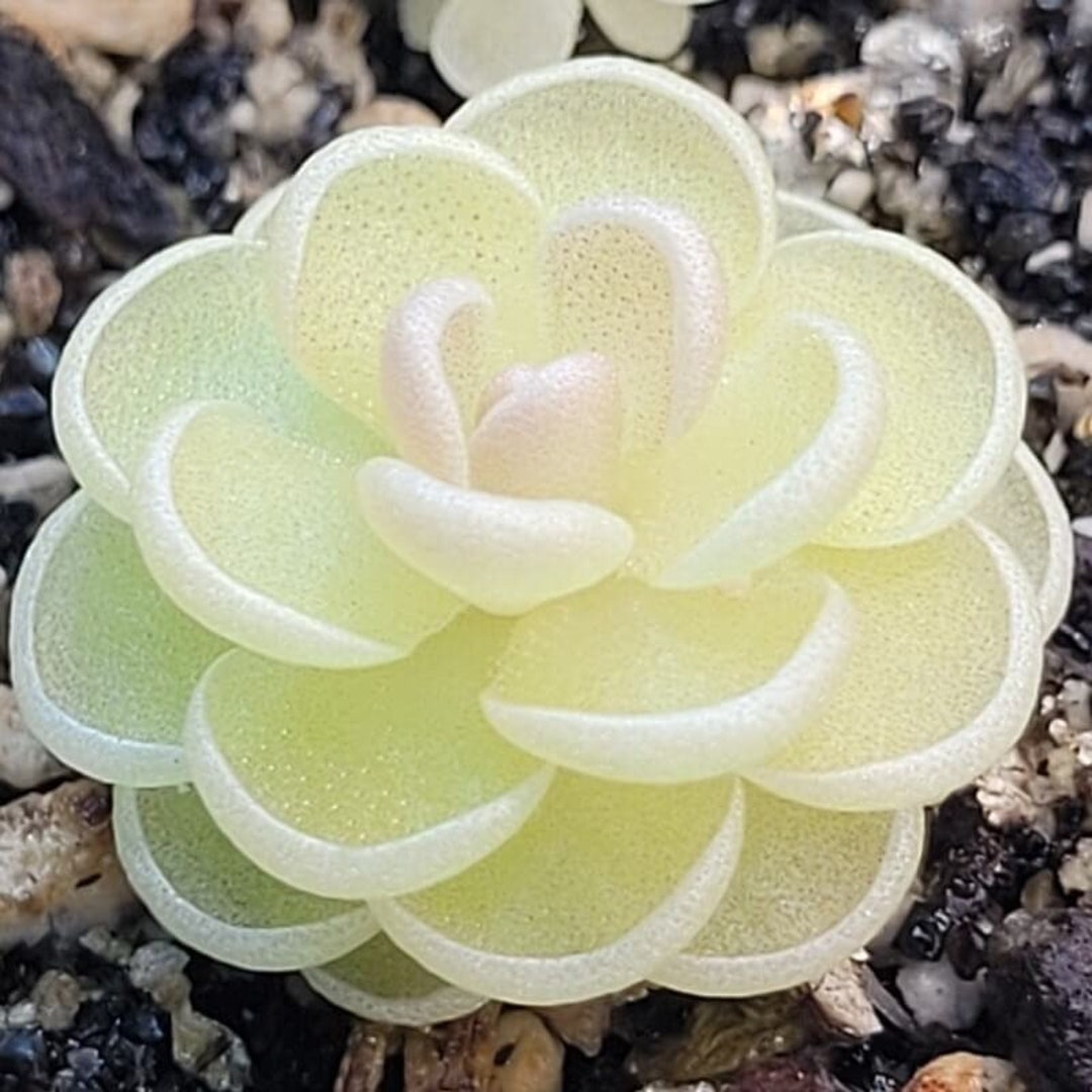 Live Carnivorous Plants Pinguicula Esseriana butterwort Easy Care