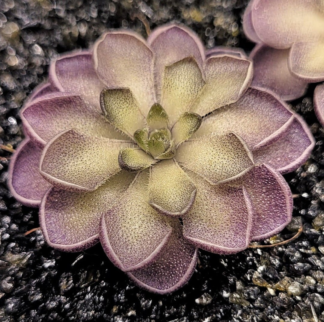 Live Carnivorous Plants Pinguicula Cyclosecta butterwort Easy Care Indoor House Plant Organic