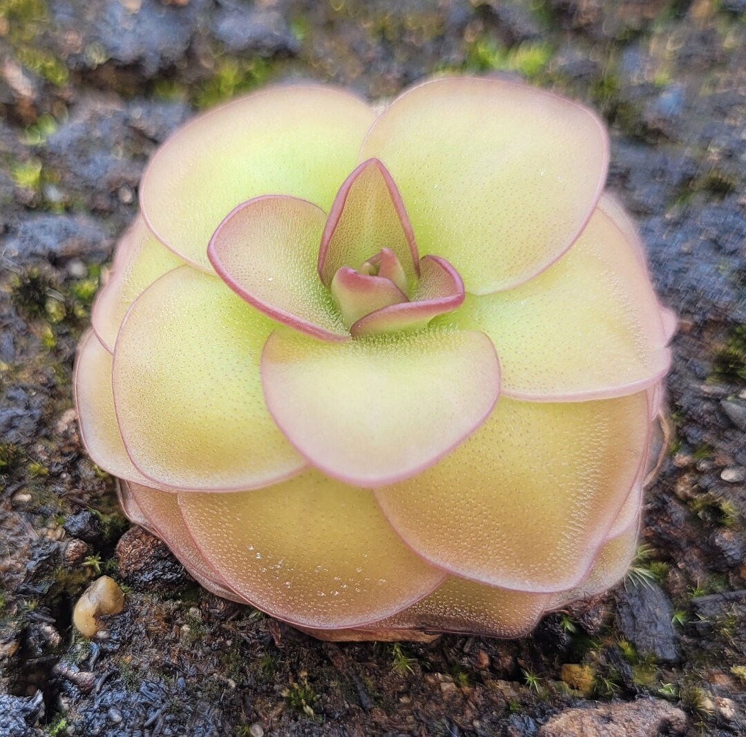 Live Carnivorous Plants Mexican Pinguicula Hanka butterwort Easy Care