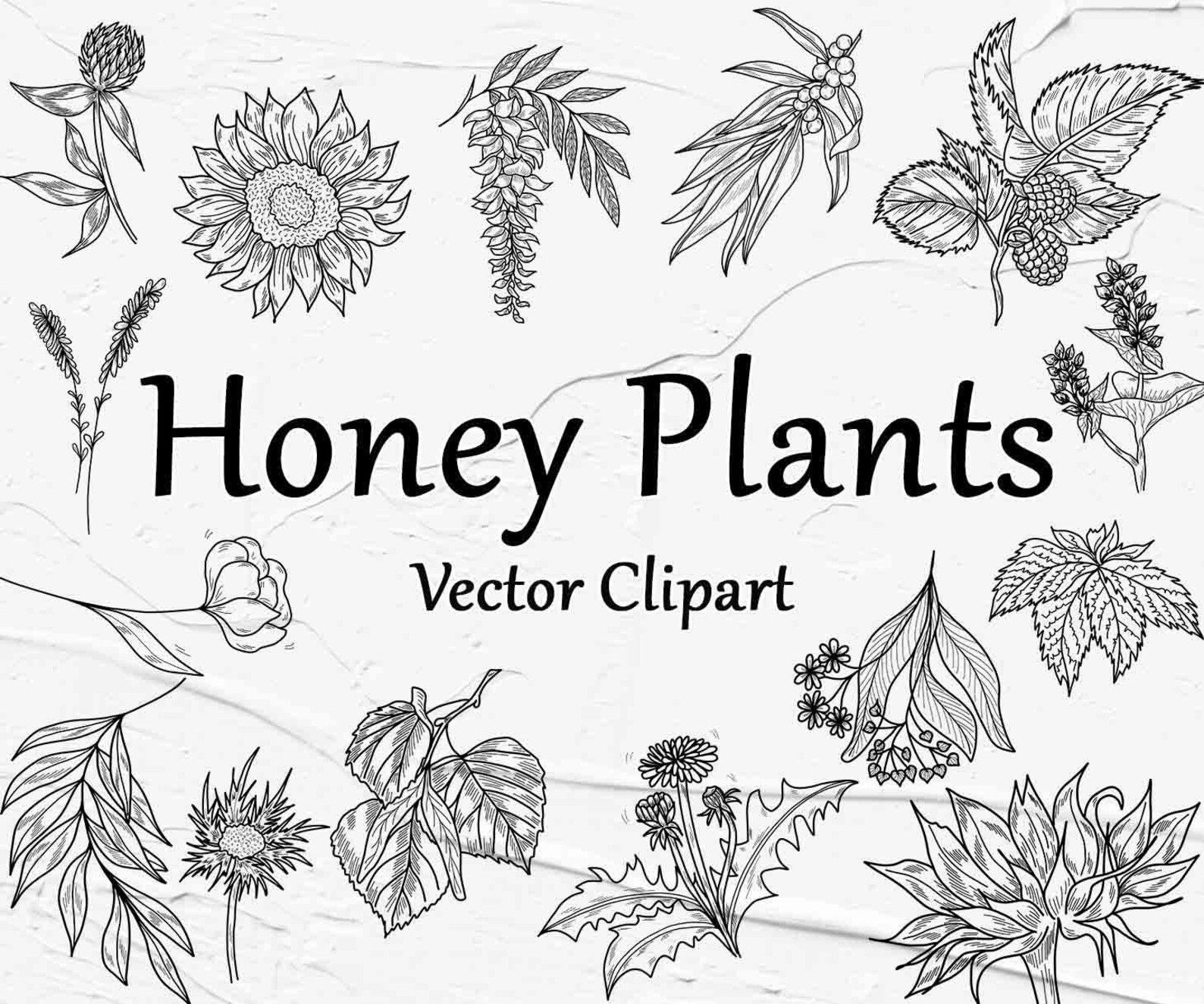 Plants SVG Clipart Vector Plants Clipart Honey Plants Etsy Australia