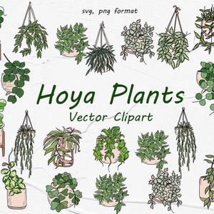 Vektor Hoya Pflanzen Clipart. Zimmerpflanzen Vektor Clipart. Zimmerpflanzen Aquarell Clipart. SVG Hoya Farbe. Eingemachte Hoya Pflanzen. SVG, PNG