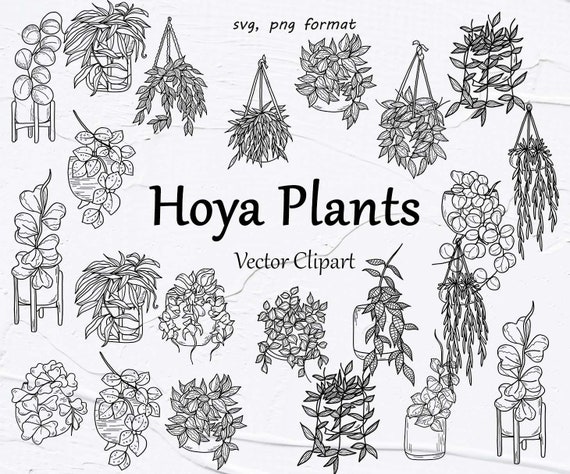 Vector Hoya Plants Clipart. House Plants Vector Clipart. Indoor