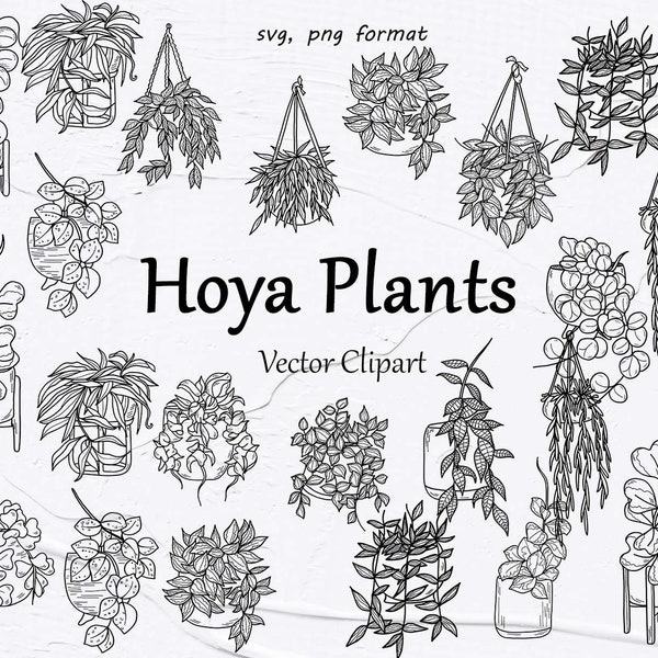 Vector Hoya Plants Clipart. House plants Vector Clipart. Indoor Plants Watercolor Clipart. SVG Hoya outlines. Potted Hoya Plants. SVG, PNG