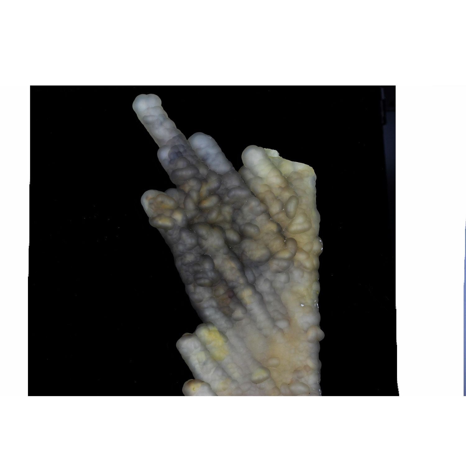 Collection Abijoux Calcédoine Après Bambou Fossile. 2780.0 Carats. en Provenance de Java, Indonesie