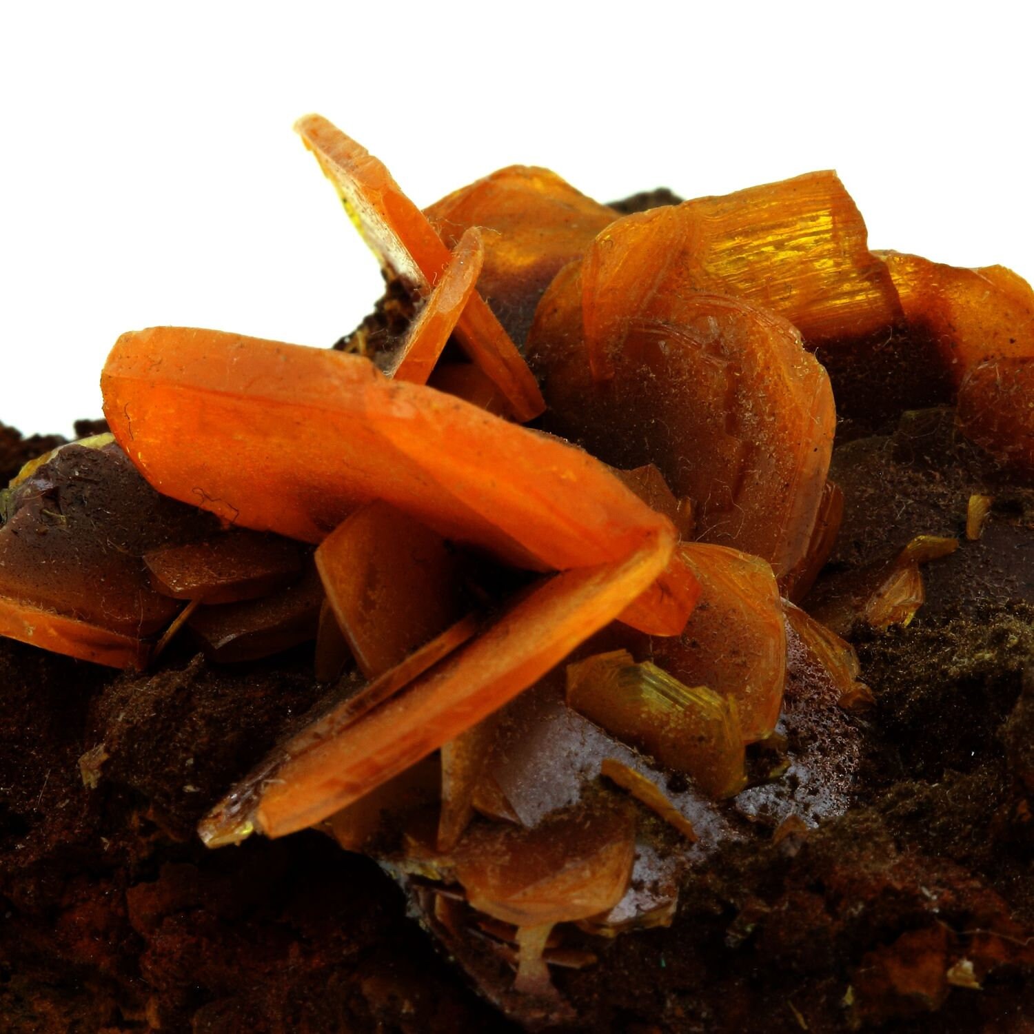 Collection Abijoux Wulfenite. 334.0 Carats. en Provenance de San Francisco Mine, Cucurpe, Sonora, Me