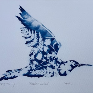 May include: A cyanotype print on white paper featuring a bird in flight, filled with a detailed botanical pattern of ferns and flowers. The text "Spring 2026 1/4", "Meadow Curlew", and "Spanton" is handwritten in blue ink at the bottom of the artwork.
