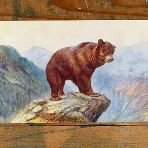 Carte postale antique d'ours brun. Ours brun à l'état sauvage. Carte postale ancienne publiée par J Salmon Ltd dans les années 1920. Carte postale d'art d'ours sauvage. PC162