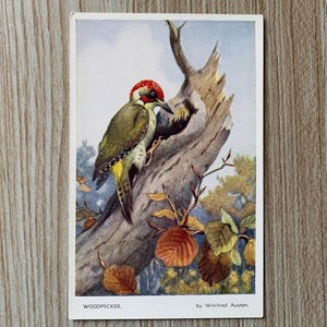 Carte postale vintage de pic vert. Carte postale d'art d'oiseau de Winifred Austen. Carte postale de pic. Valentin et fils. Carte postale des années 50 non utilisée. PC316