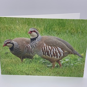 Red Legged Partridge Bird Card - Op het Schotse platteland - Schotse Wildlife Photography - Patrijs Vogel Wenskaart - 7x5 inch